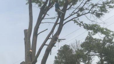 Tree removal