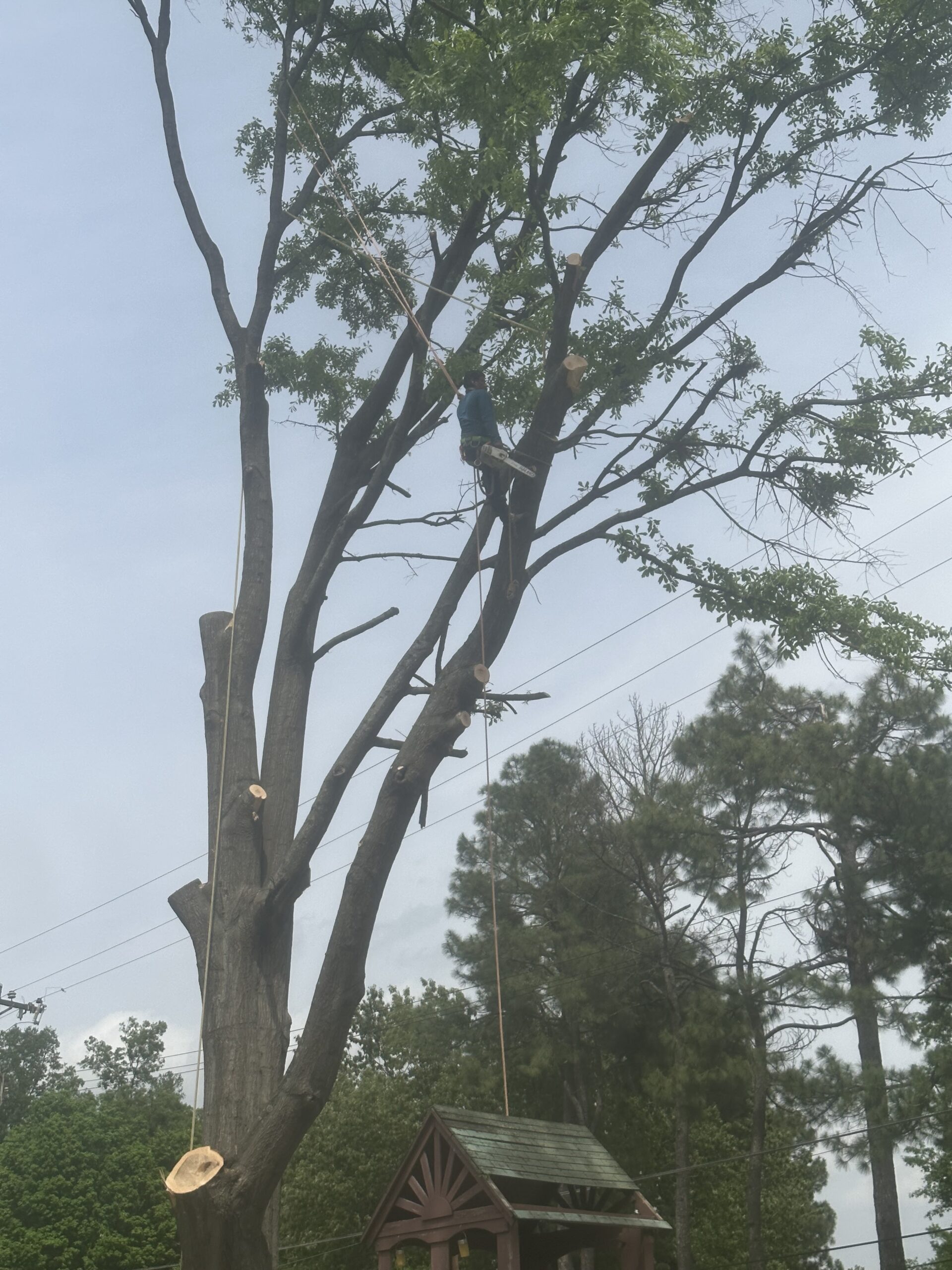 Tree removal