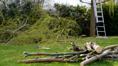 Tree lot clearing