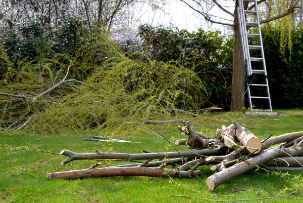 Tree lot clearing